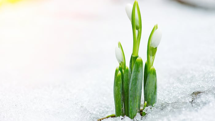 Snowdrop_Flower