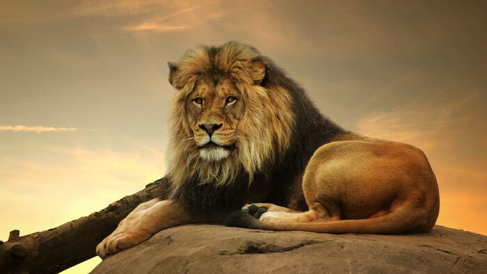 African lion