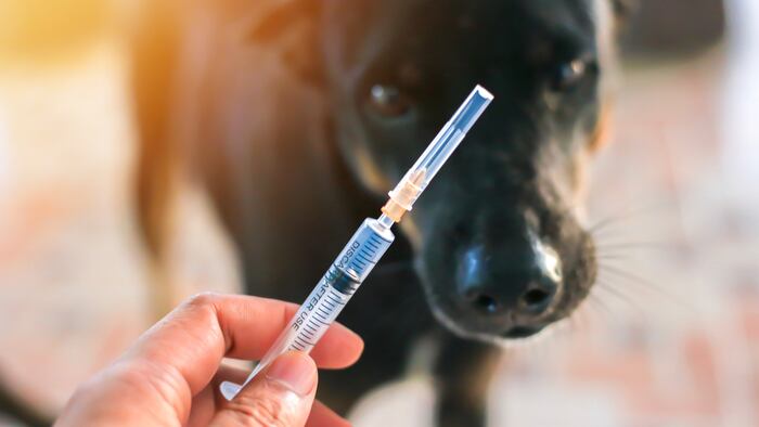 Dog_Syringe