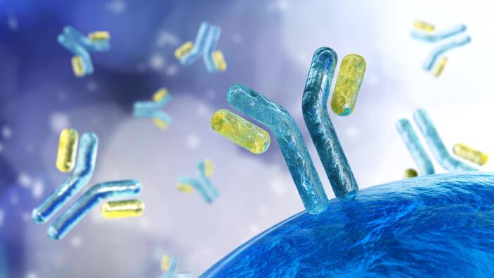 Depiction of an antibody