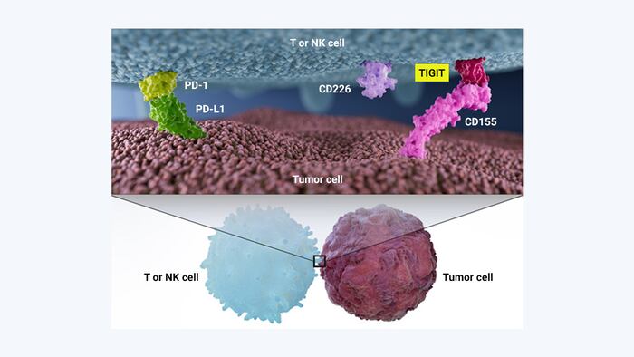 Companies In Limbo As Efficacy of TIGIT Inhibition Unclear. Source: Arcus Biosciences