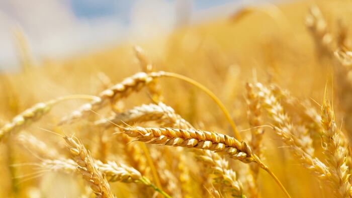 Wheat