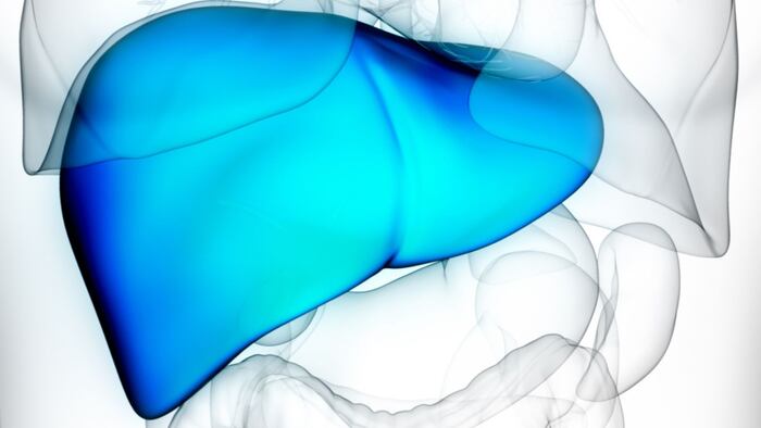liver