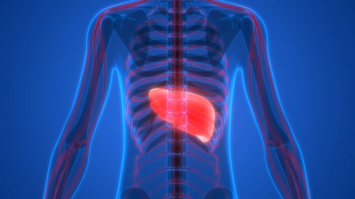 Liver