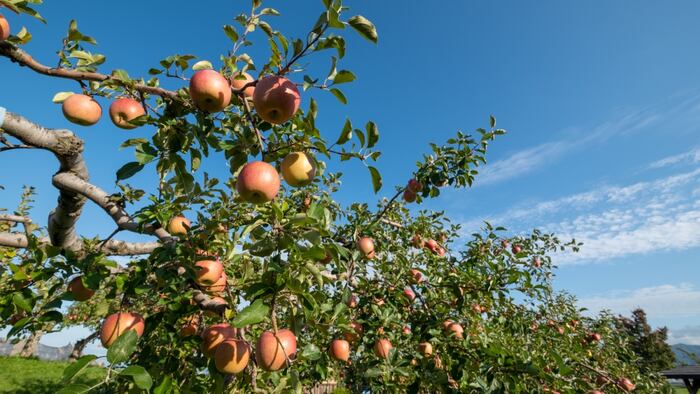 Apple tree
