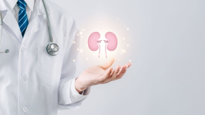 Doctor in white coat holding kidney model.