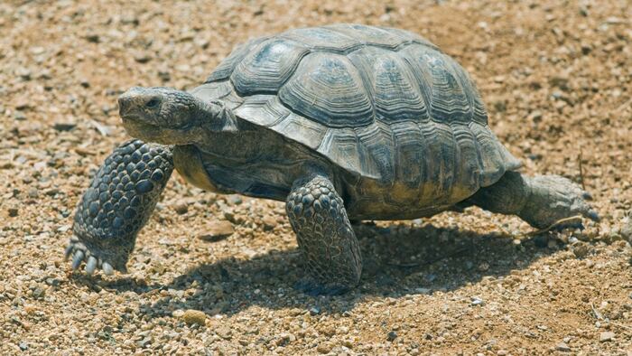 tortoise