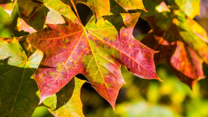 SC1711_Autumn Leaves_335551325_1200