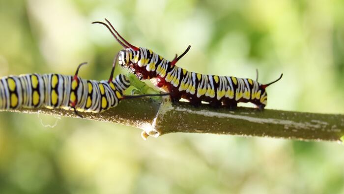 Caterpillars