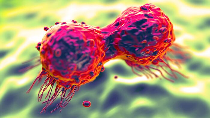 Dividing breast cancer cell