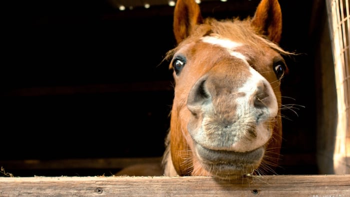 horse