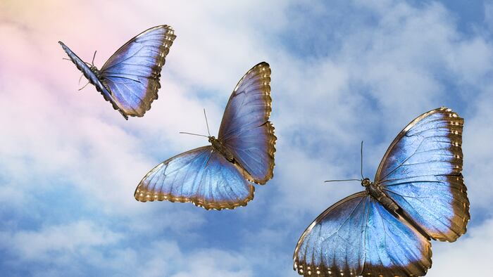 Butterflies