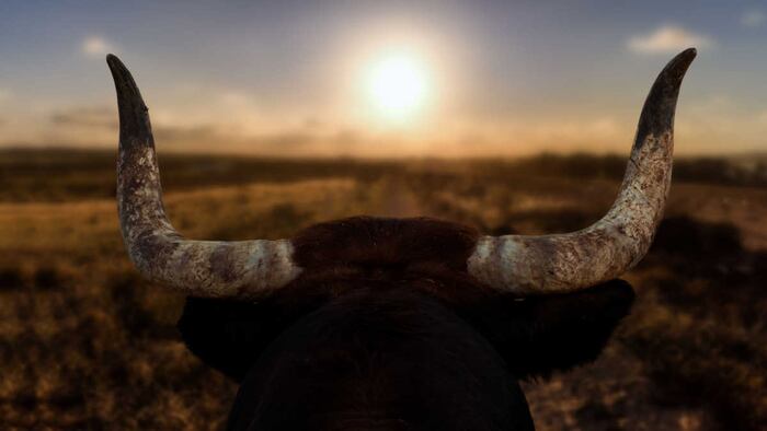 Bull