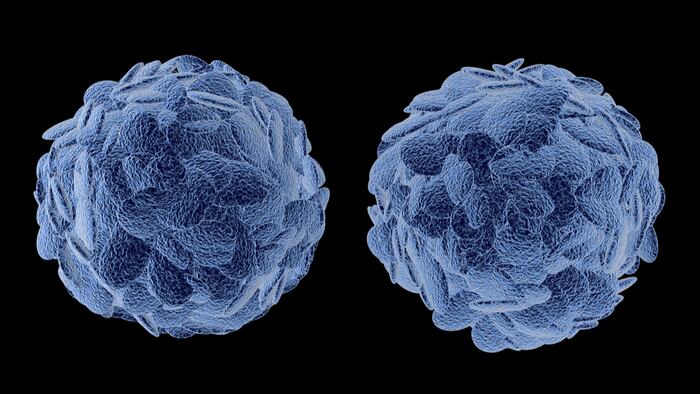 T cells