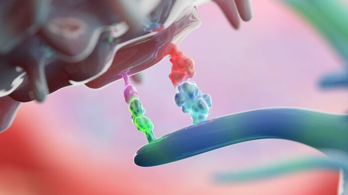 Immune checkpoint inhibitor
