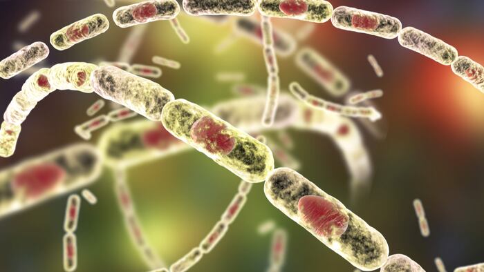 Bacteria