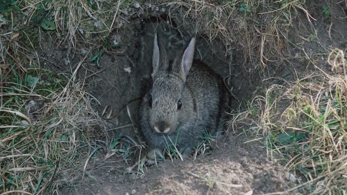 Rabbit hole