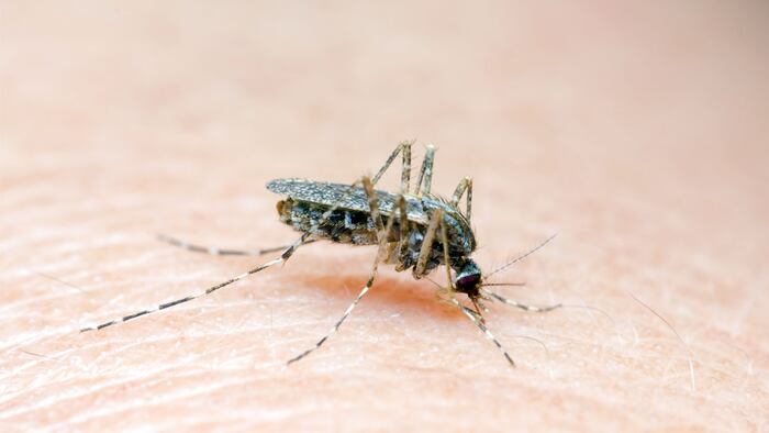 Close-up of a mosquito sucking blood