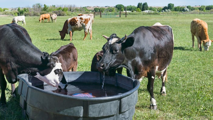 Close up of Cows drinking at Trough in Pasture on a bright sunny day. - Image