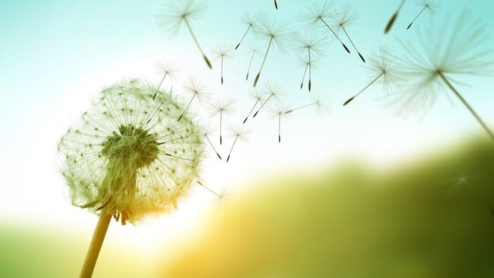 Dandelion