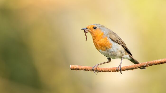 BirdWorm