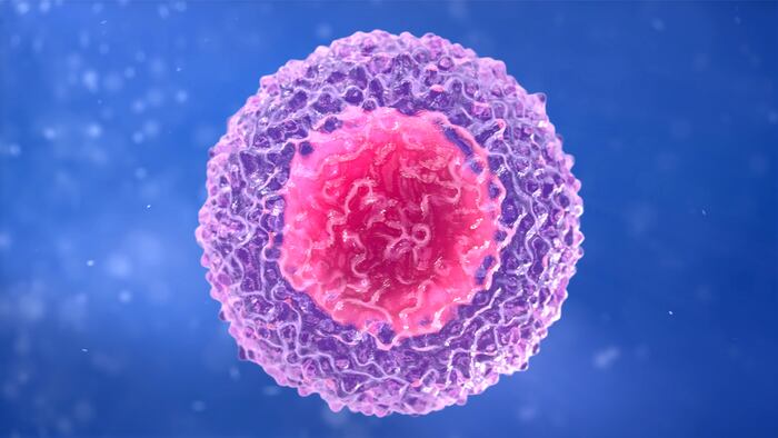 t-lymphocyte. white blood cell. Lymphocyte. B-Lymphocyte. 3d illustration