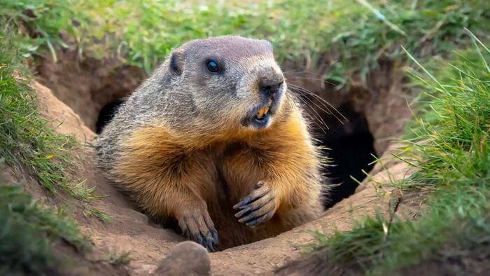 Groundhog emerging from hole in the earth