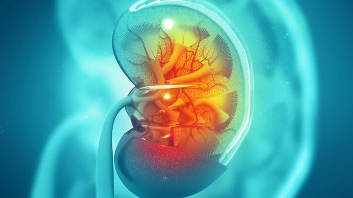 Kidney
