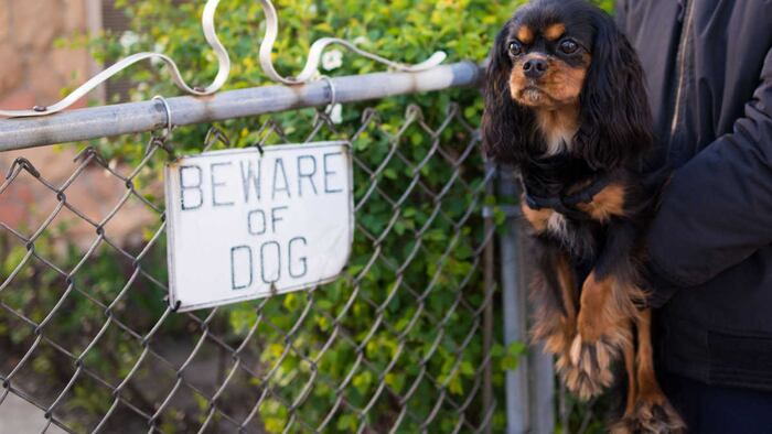 person holding small, cute dog in front of "beware of dog" sign