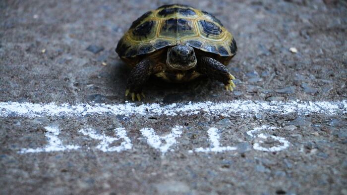 Turtle_Start_Line