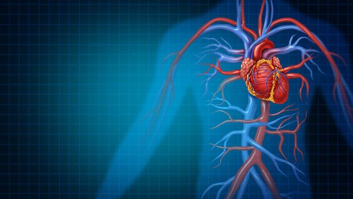 Cardiovascular