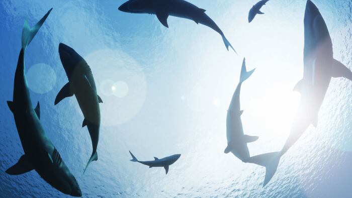 SC1705_Sharks_194344223_1200