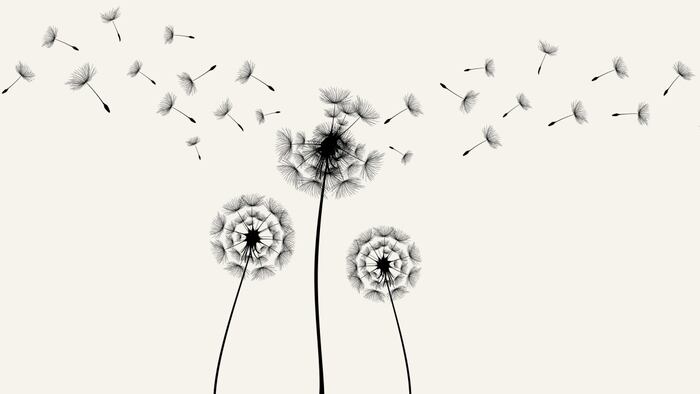 dandelions vanish