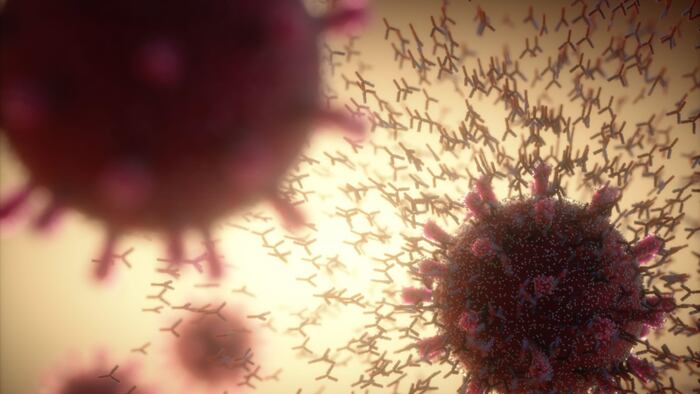 Immunological system, antibodies attacking the virus covid-19.