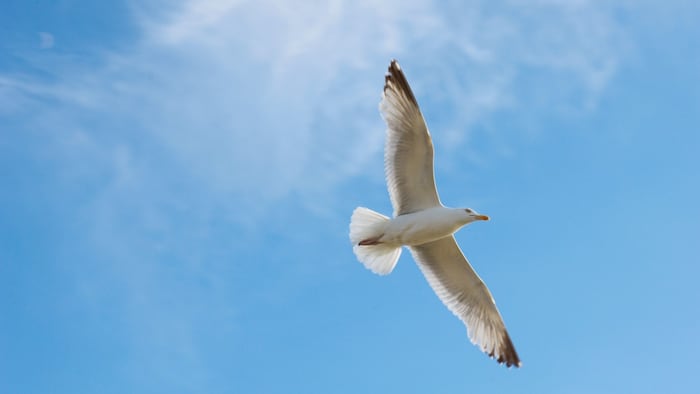 Bird flying alone