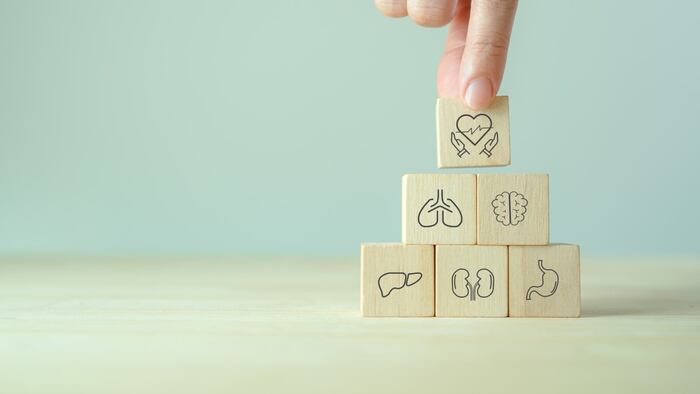 Blocks with drawn outlines of different organs on them
