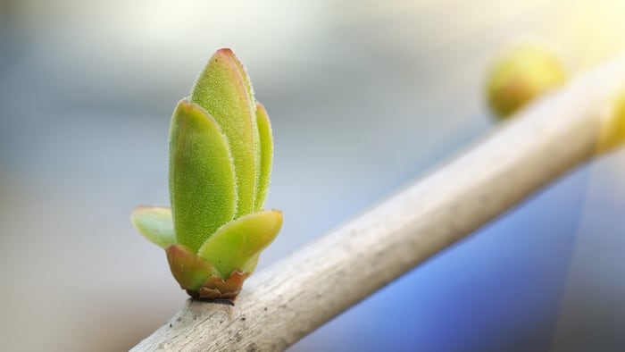 bud