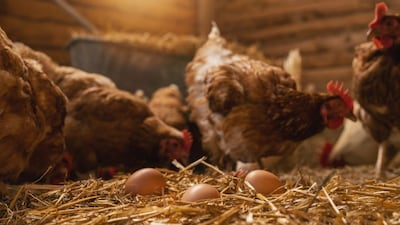 SerenOx Africa Addresses Drug-Dx/Chicken-Egg Problem In African Health Care