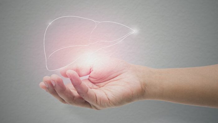 Hand holding a luminated liver shape