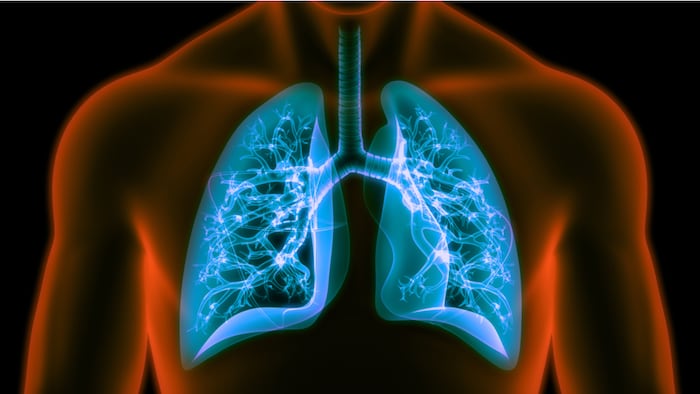 Lungs