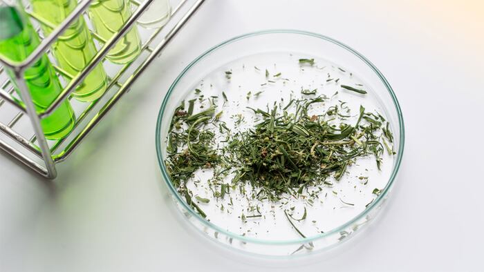 Powder of Cannabis (Drugs), Analysis of Cannabis in laboratory.