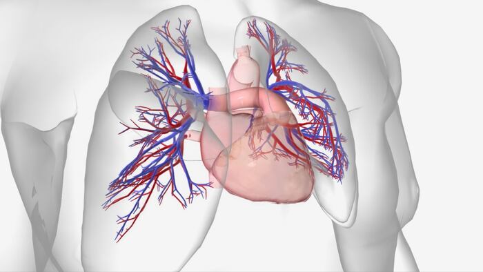 Pulmonary hypertension is a cardiovascular condition characterized by high blood pressure in the pulmonary arteries 3D rendering