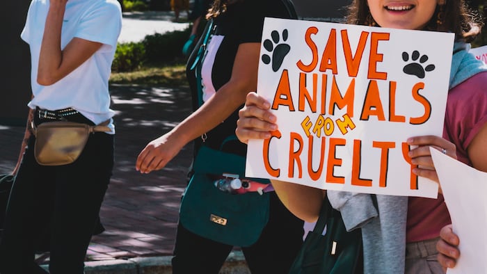 The word " Save animals from cruelty " drawn on a carton banner in woman's hand. Human holds a cardboard with an inscription. Animal Right March. Protest. Rally. Marching - Image