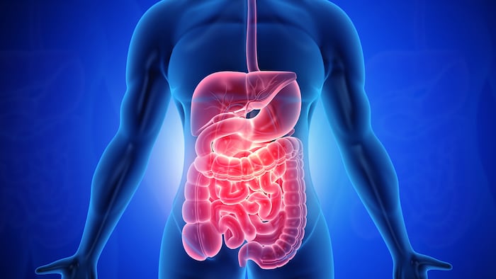 Digestive_System