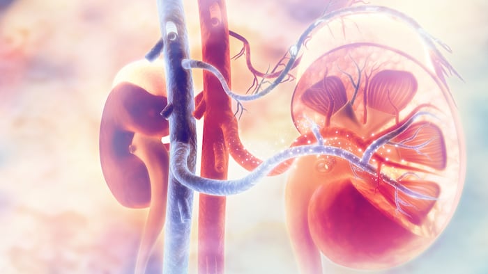 Kidney