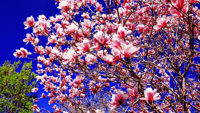 Magnolia