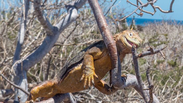 Iguana