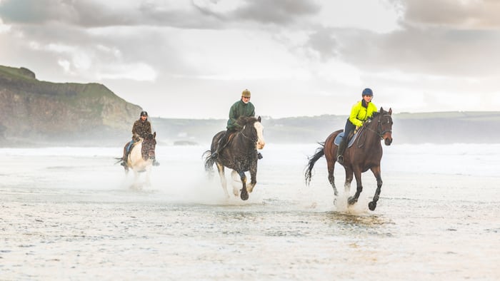 Horses