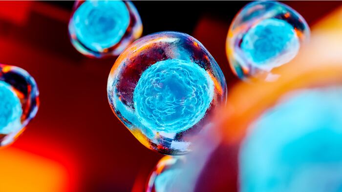 Stem cells
