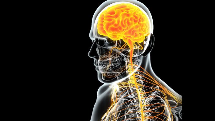 3D illustration male nervous system, medical concept. - Illustration